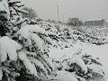 Snow, Blackheath P1070103